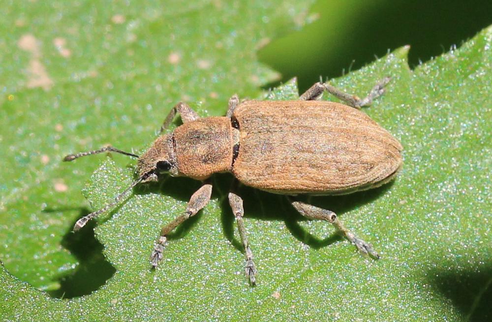Tanymecus palliatus (Fabricius, 1787)