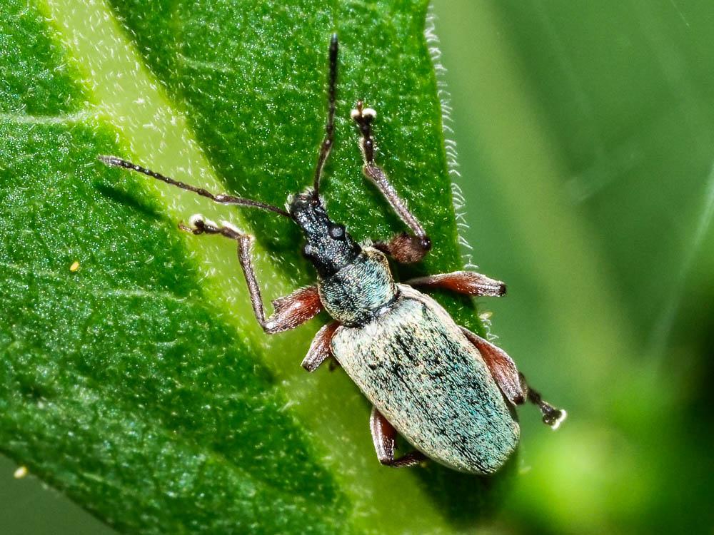  Phyllobius glaucus (Scopoli, 1763)