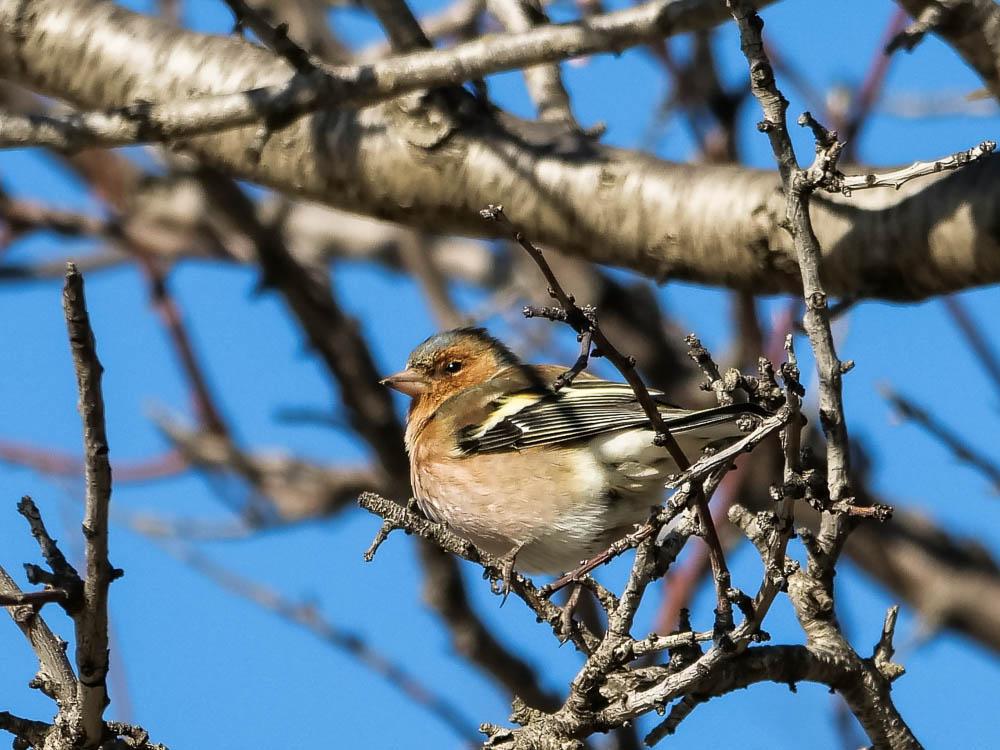 Pinson des arbres Fringilla coelebs Linnaeus, 1758