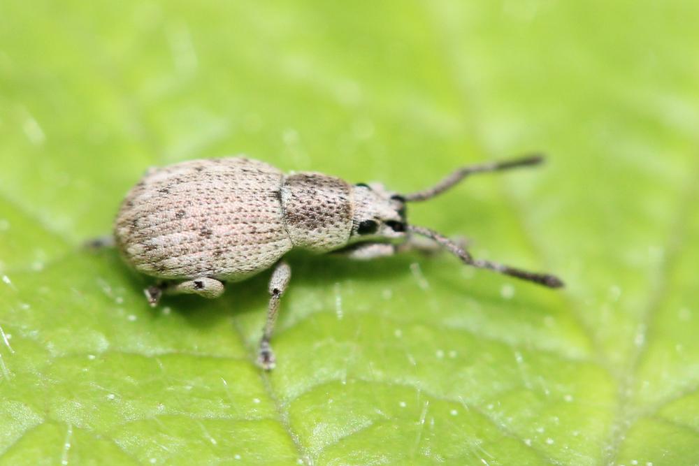 Pseudomeira prolixa (Kiesenwetter, 1852)