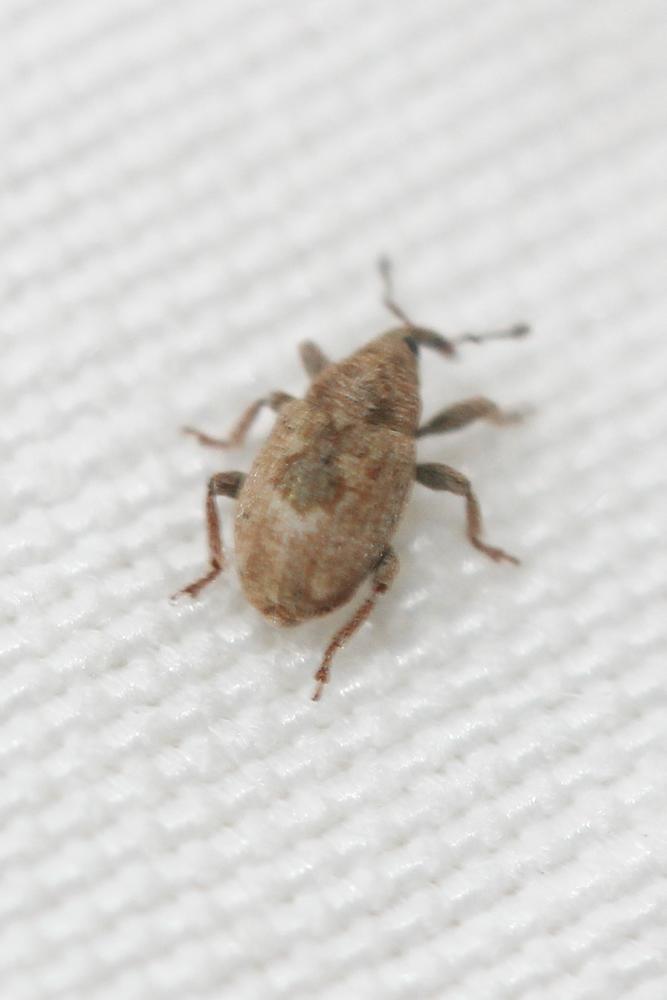 Sibinia arenariae Stephens, 1831