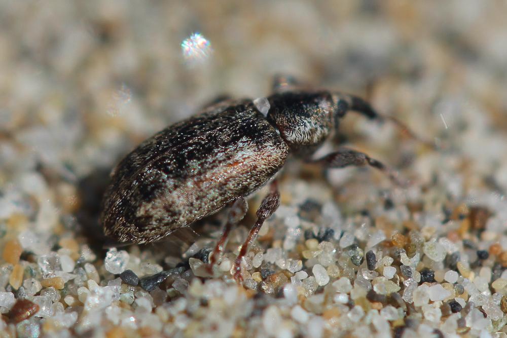  Dorytomus ictor (Herbst, 1795)