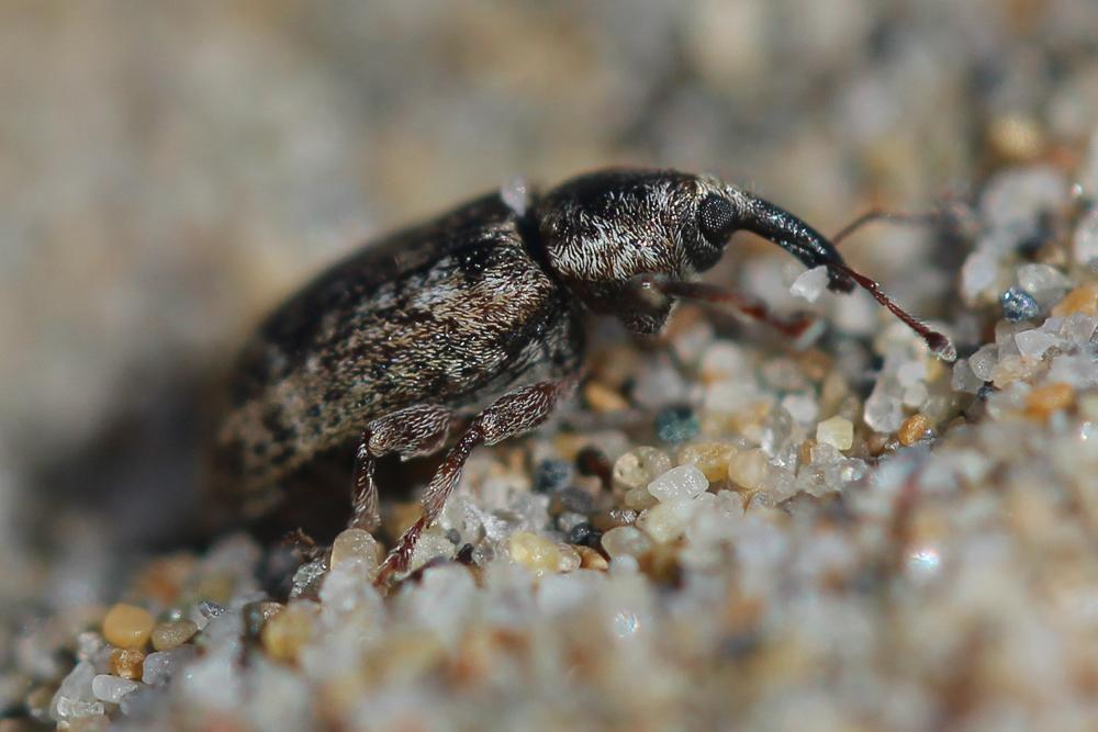 Dorytomus ictor (Herbst, 1795)