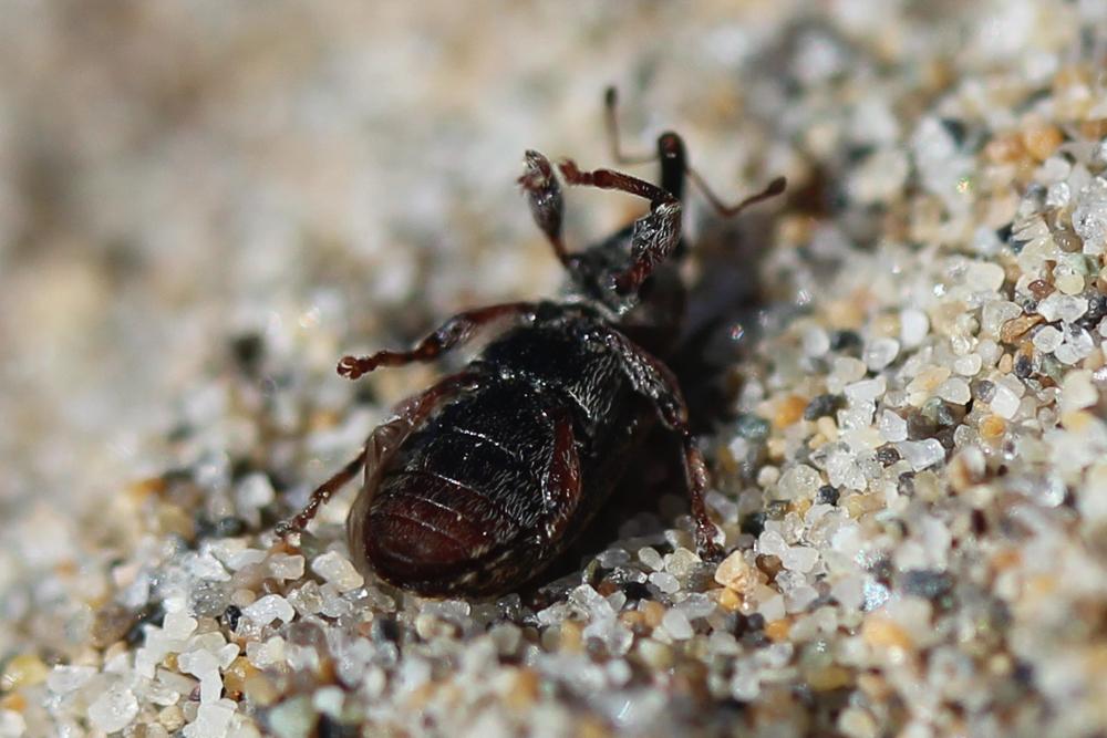  Dorytomus ictor (Herbst, 1795)