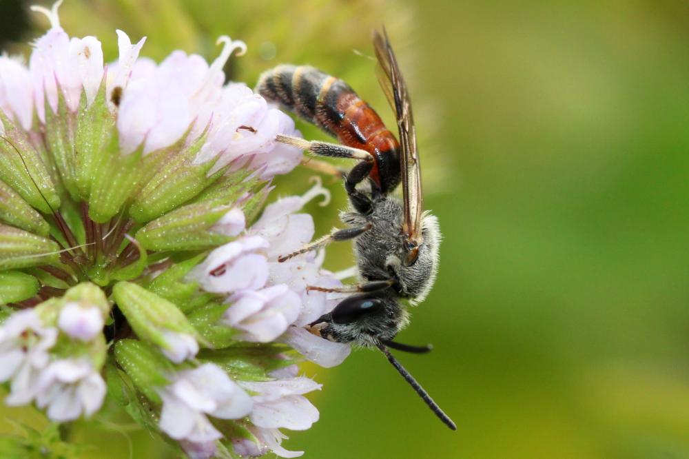 Lasioglossum calceatum (Scopoli, 1763)