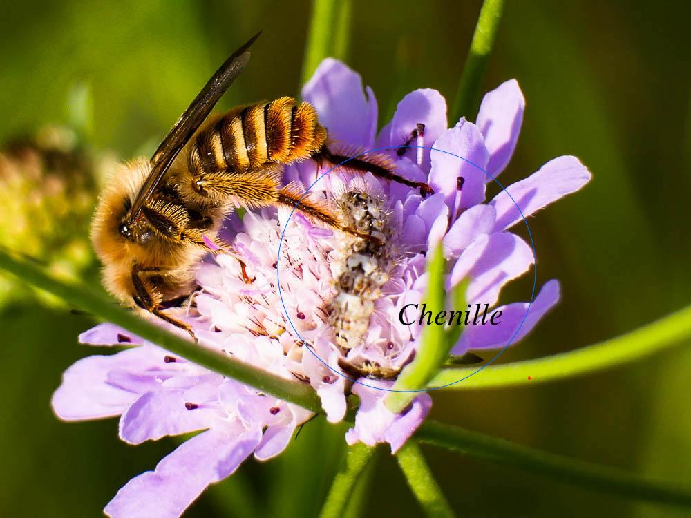 Nole de l'Euphraise (La) Nola chlamitulalis (Hübner, 1813)