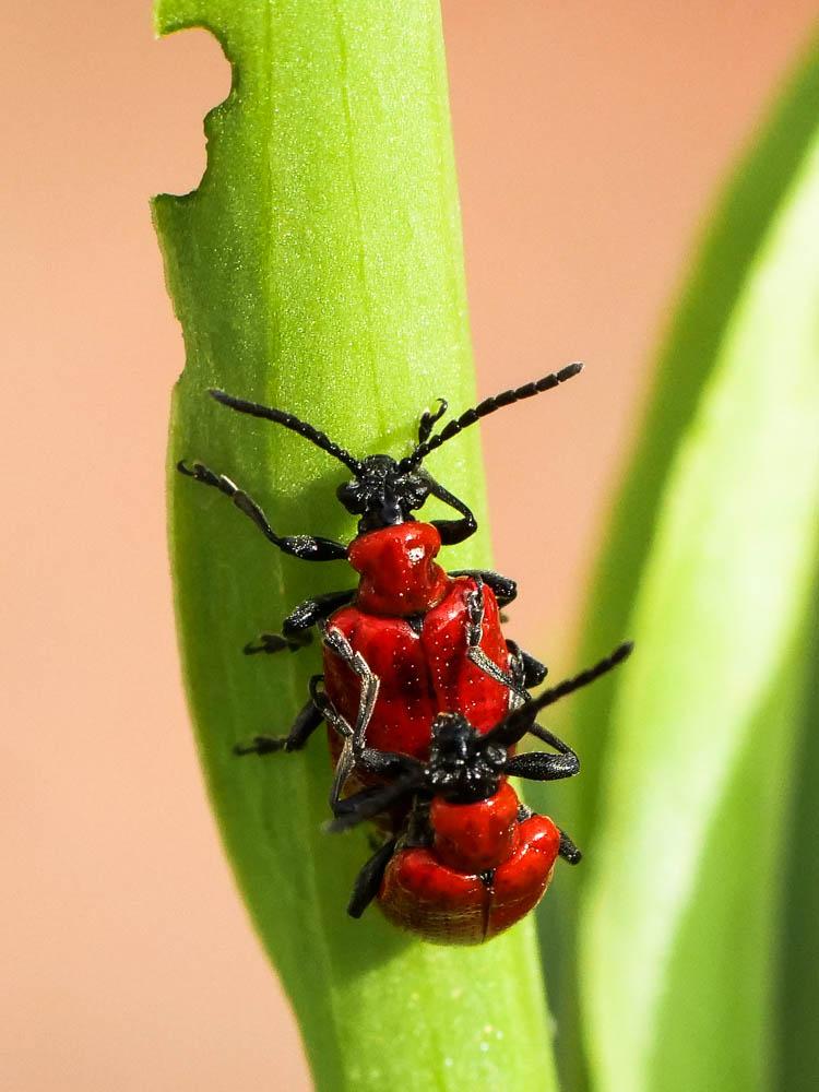 Criocère du Lys Lilioceris lilii (Scopoli, 1763)