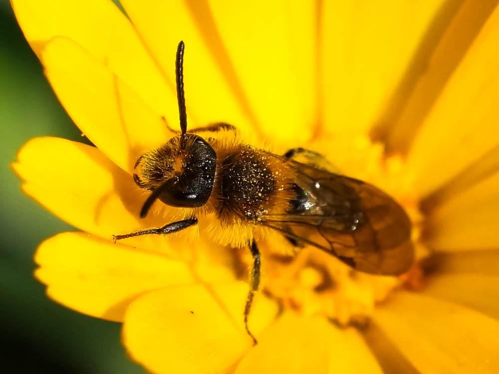 Andrena lagopus Latreille, 1809