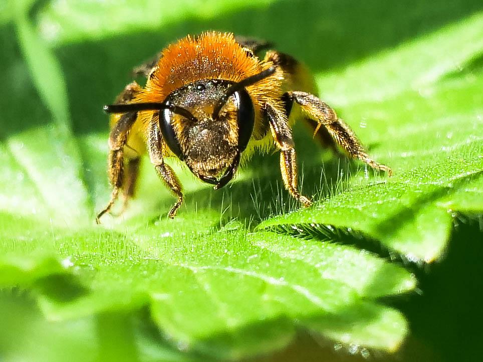  Andrena lagopus Latreille, 1809