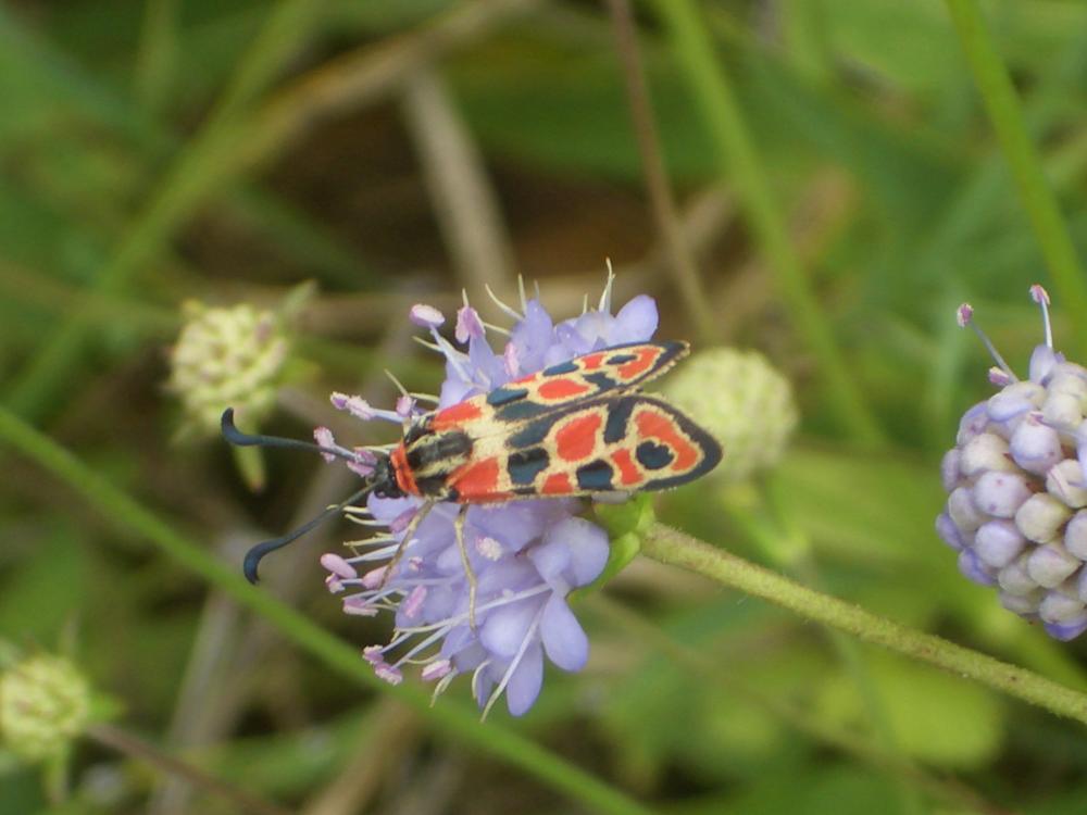 Zygène de la Petite coronille (La) Zygaena fausta (Linnaeus, 1767)