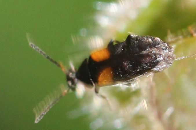 Anaspis fasciata (Forster, 1771)