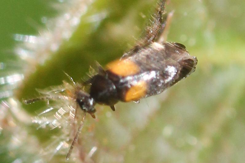 Anaspis fasciata (Forster, 1771)