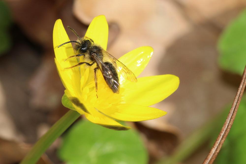 Andrena Fabricius, 1775