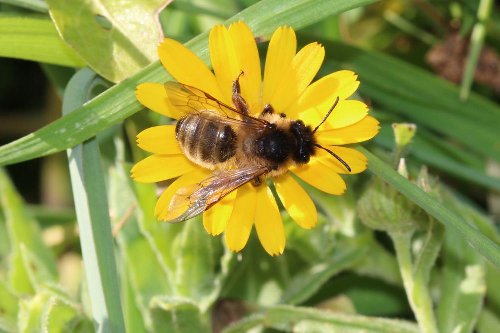 Andrena nigroaenea (Kirby, 1802)