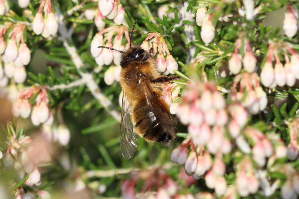  Andrena nigroaenea (Kirby, 1802)