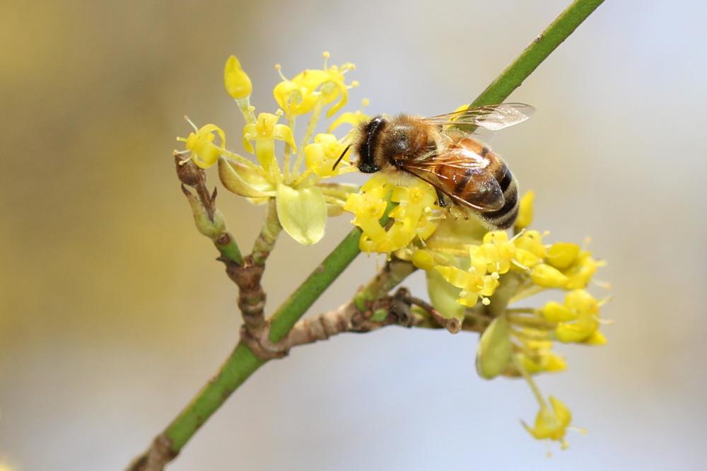 Abeille domestique, Abeille européenne, Abeille me Apis mellifera Linnaeus, 1758