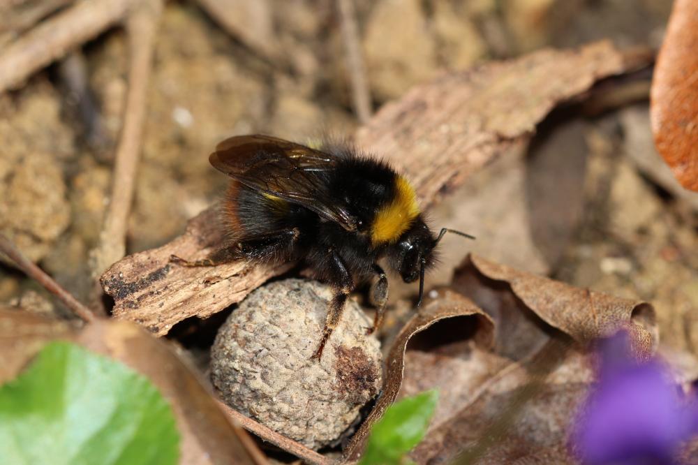 Bourdon des prés Bombus pratorum (Linnaeus, 1760)