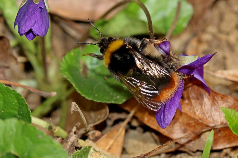Bourdon des prés Bombus pratorum (Linnaeus, 1760)