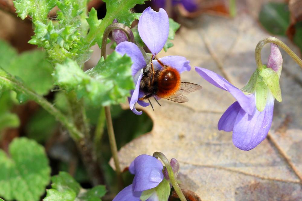  Osmia cornuta (Latreille, 1805)