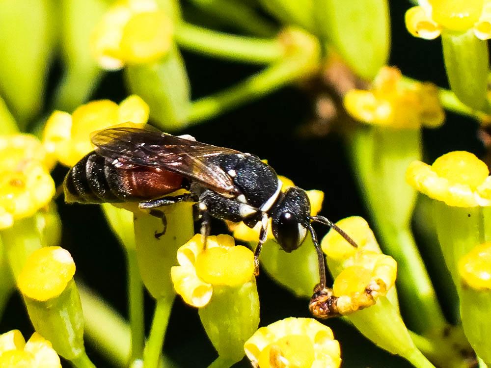 Hylaeus variegatus (Fabricius, 1798)