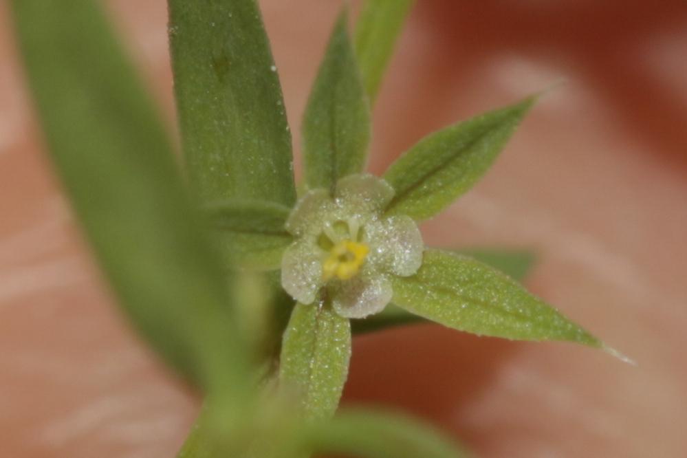 Astérolinon Lysimachia linum-stellatum L., 1753