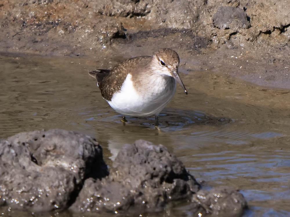 Chevalier guignette Actitis hypoleucos (Linnaeus, 1758)