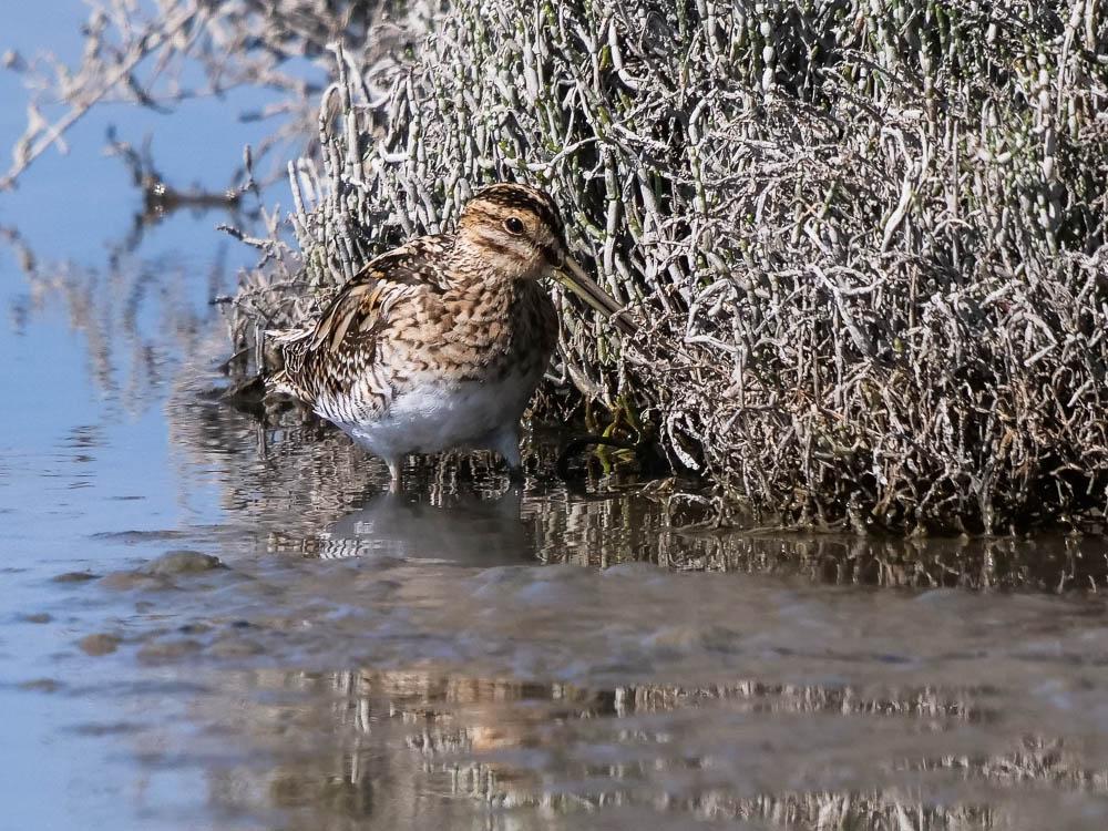 Bécassine des marais Gallinago gallinago (Linnaeus, 1758)