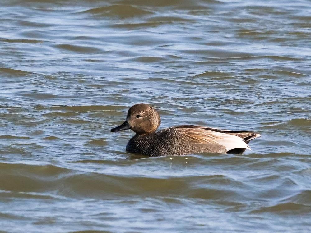 Canard chipeau Mareca strepera (Linnaeus, 1758)