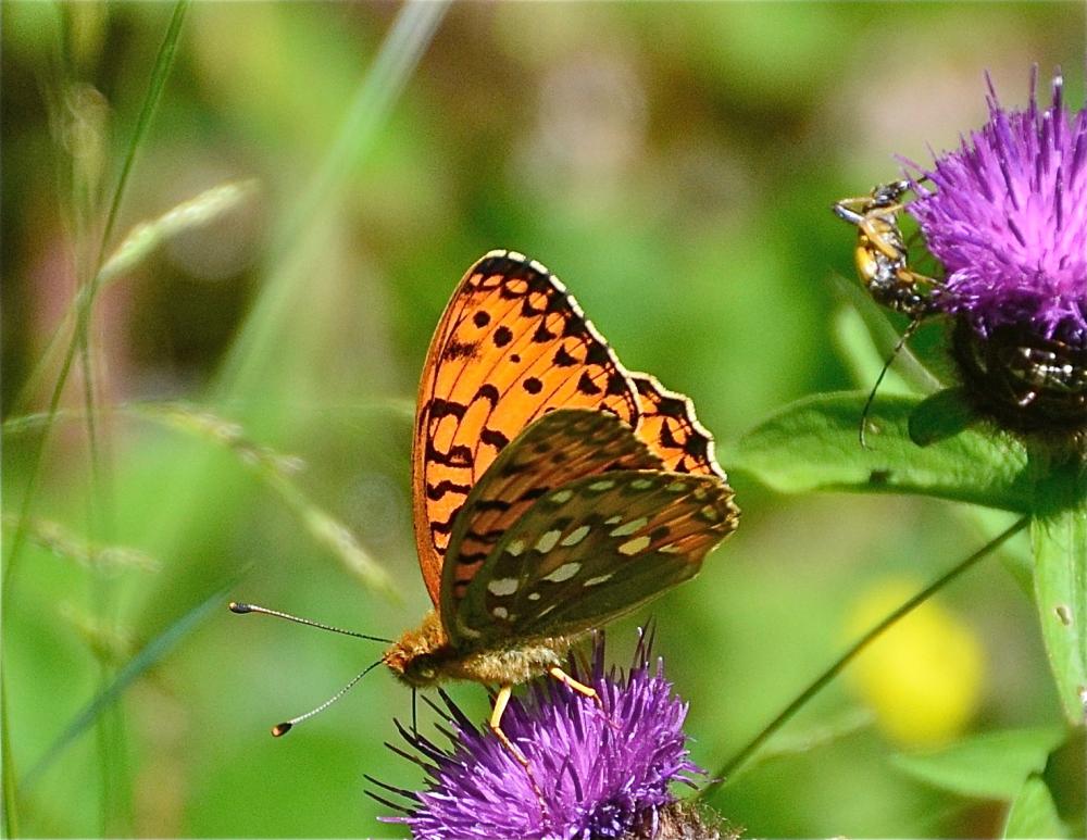Grand Nacré (Le), Aglaé (L'), Moyen-Nacré (Le) Speyeria aglaja (Linnaeus, 1758)