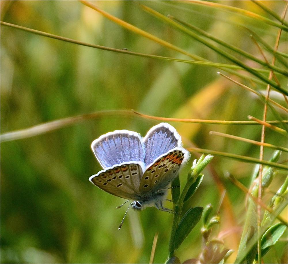 Azuré de l'Ajonc (L'), Argus bleu-violet (L'), Arg Plebejus argus (Linnaeus, 1758)