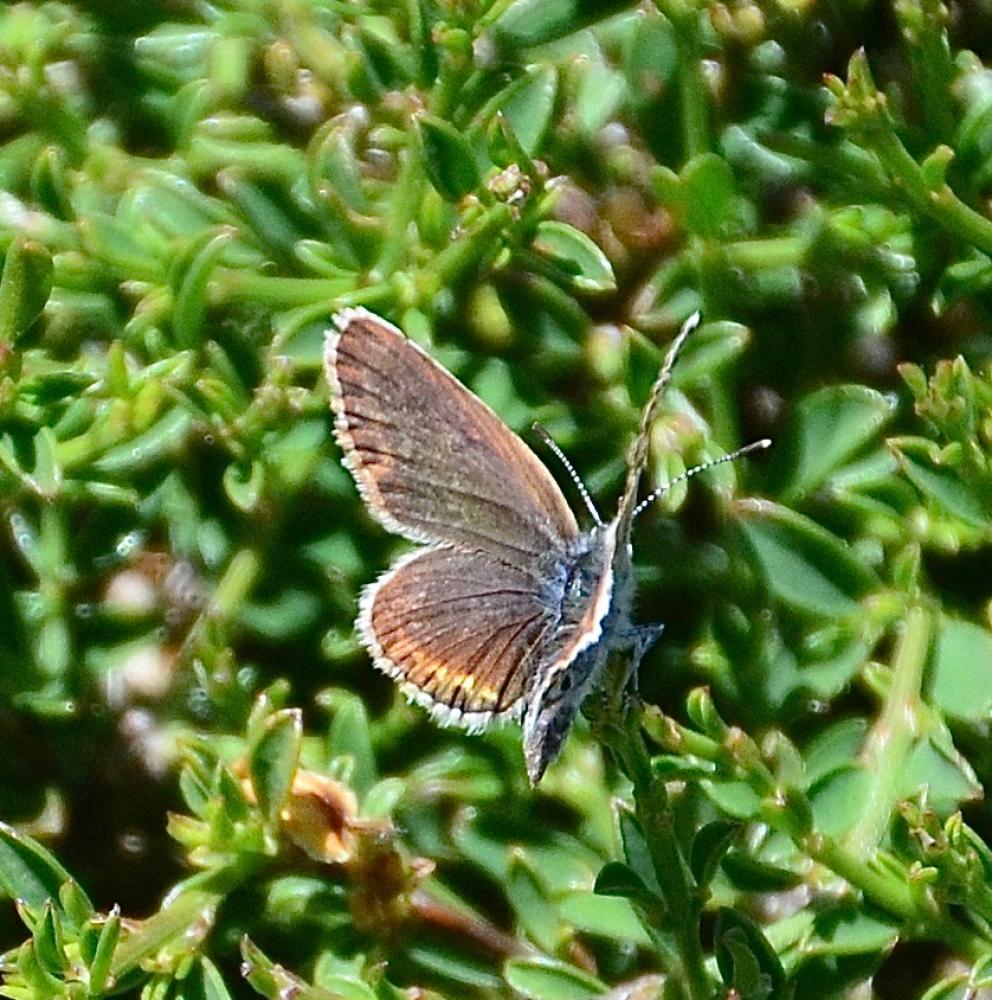 Azuré du Genêt (L'), Argus sagitté (L'), Bleu-viol Plebejus idas (Linnaeus, 1760)
