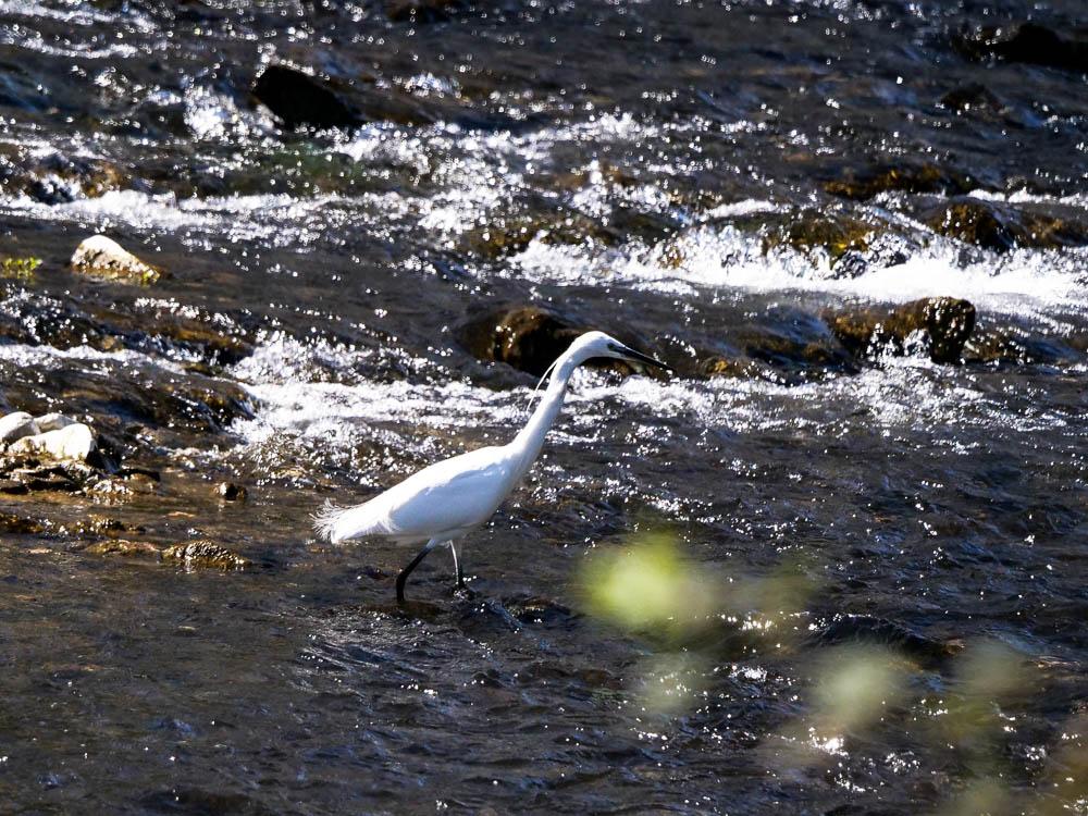 Aigrette garzette Egretta garzetta (Linnaeus, 1766)