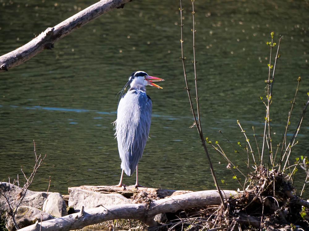 Héron cendré Ardea cinerea Linnaeus, 1758