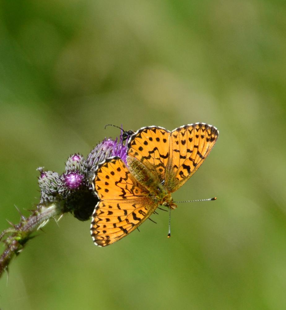 Nacré porphyrin (Le), Alezan (L'), Jason (Le), Gra Boloria titania (Esper, 1793)