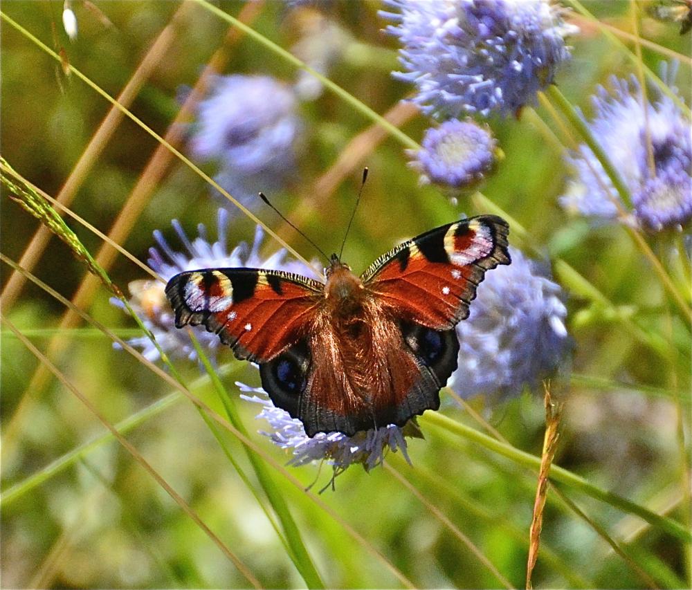 Paon-du-jour (Le), Paon de jour (Le), Oeil -de-Pao Aglais io (Linnaeus, 1758)