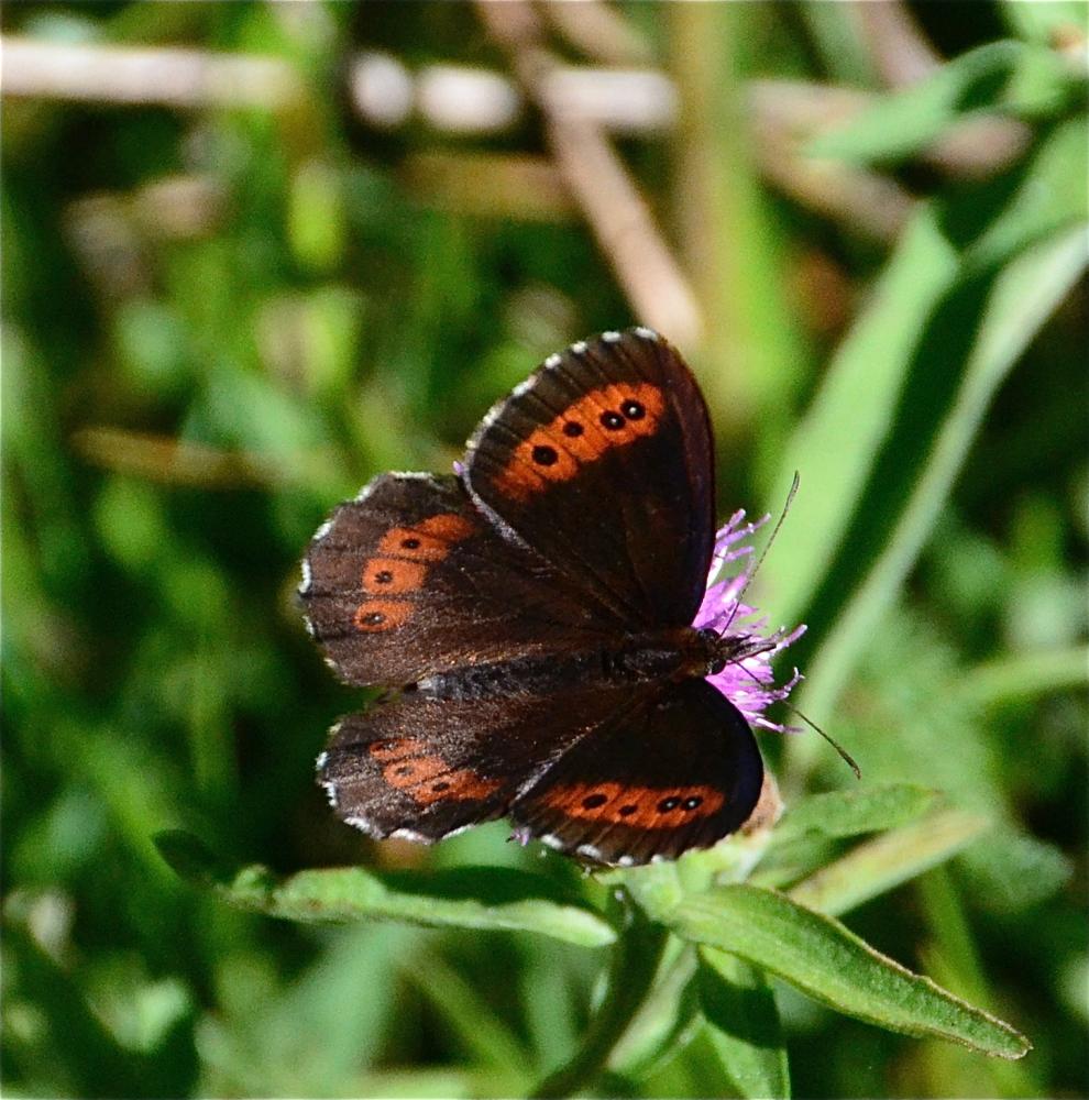Moiré blanc-fascié (Le), Grand nègre hongrois (Le) Erebia ligea (Linnaeus, 1758)
