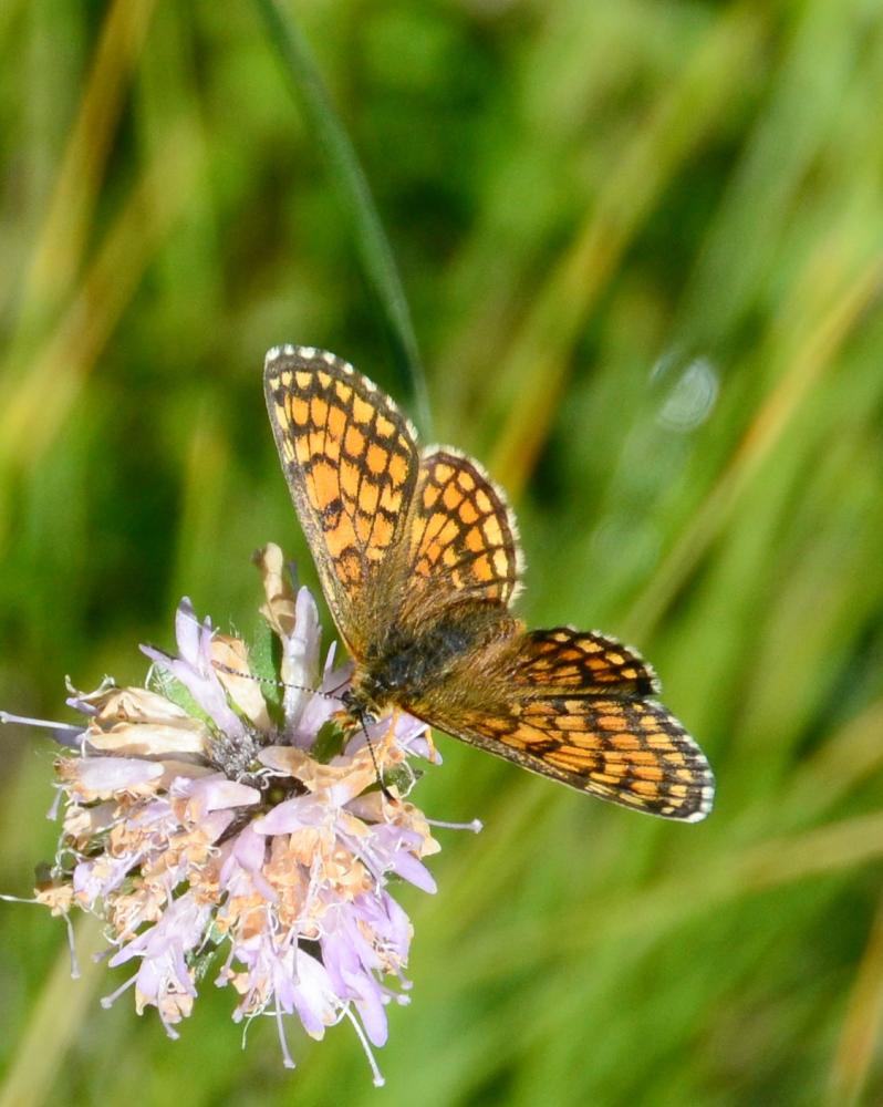 Mélitée de la Lancéole (La), Mélitée des Scabieuse Melitaea parthenoides Keferstein, 1851