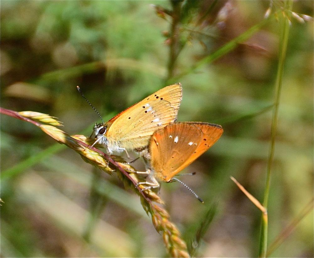 Cuivré de la Verge-d'or (Le), Cuivré satiné (Le), Lycaena virgaureae (Linnaeus, 1758)