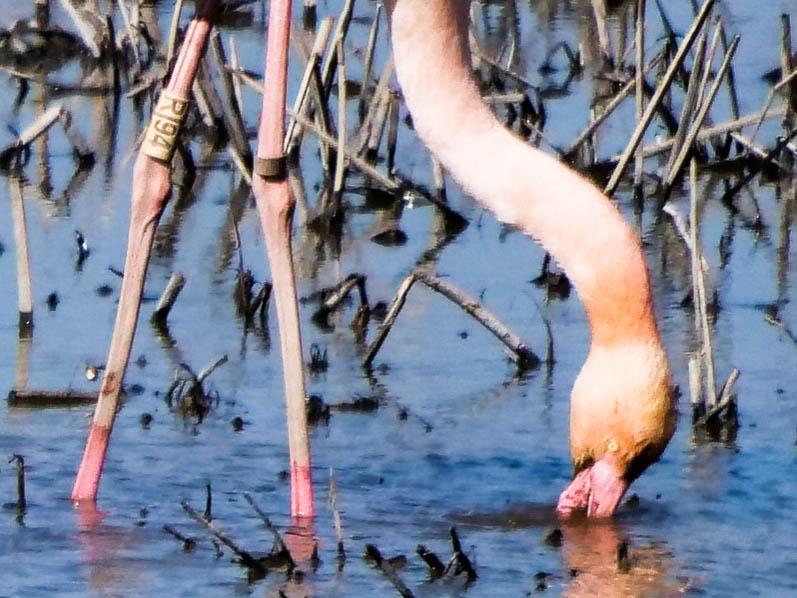 Flamant rose Phoenicopterus roseus Pallas, 1811
