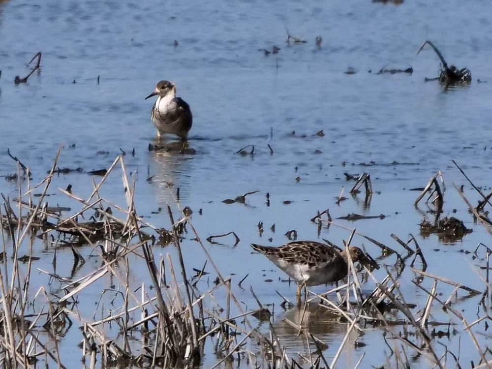 Chevalier combattant, Combattant varié Calidris pugnax (Linnaeus, 1758)