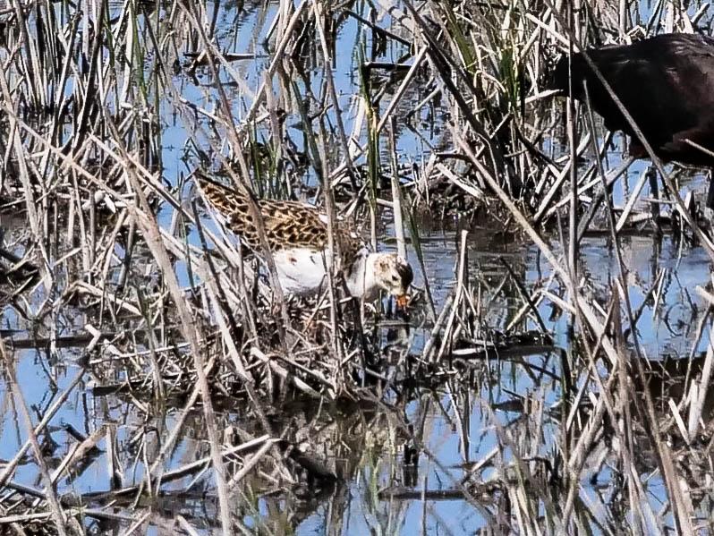 Chevalier combattant, Combattant varié Calidris pugnax (Linnaeus, 1758)
