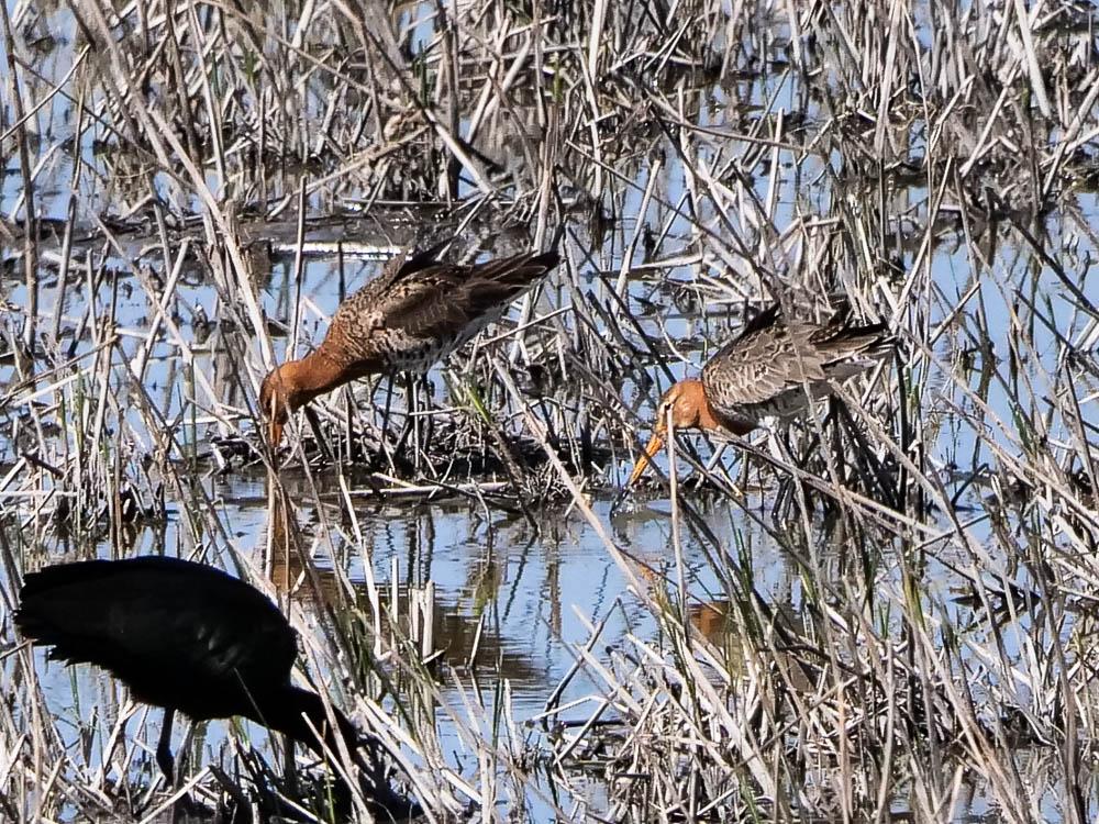 Barge à queue noire Limosa limosa (Linnaeus, 1758)