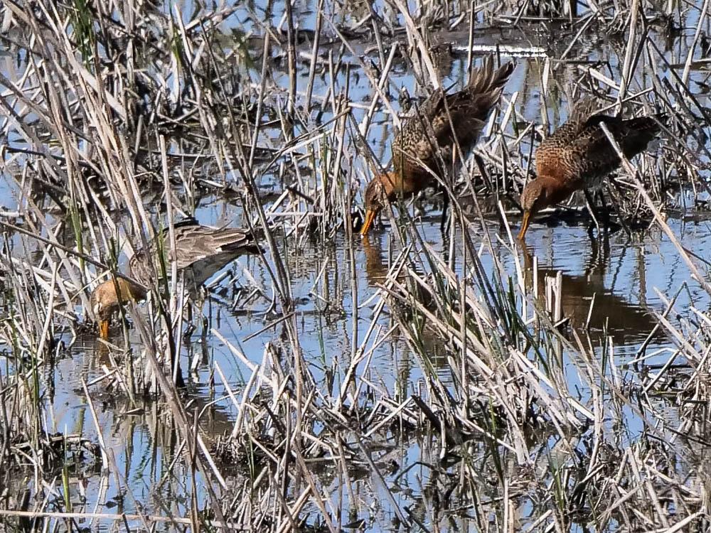 Barge à queue noire Limosa limosa (Linnaeus, 1758)