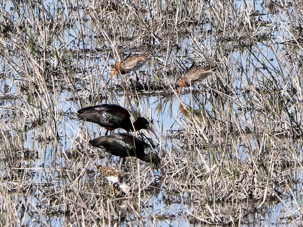 Barge à queue noire Limosa limosa (Linnaeus, 1758)
