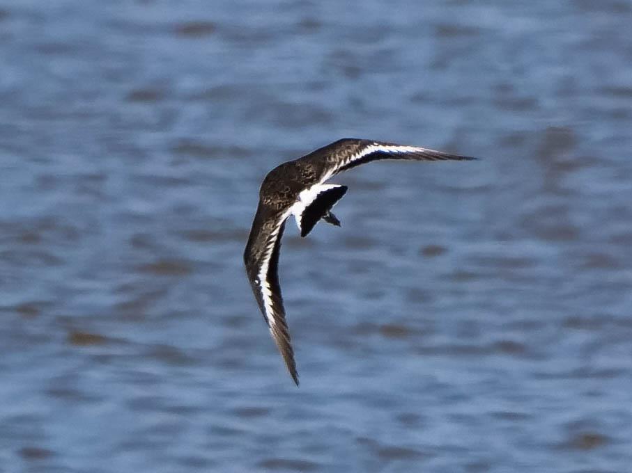 Barge à queue noire Limosa limosa (Linnaeus, 1758)