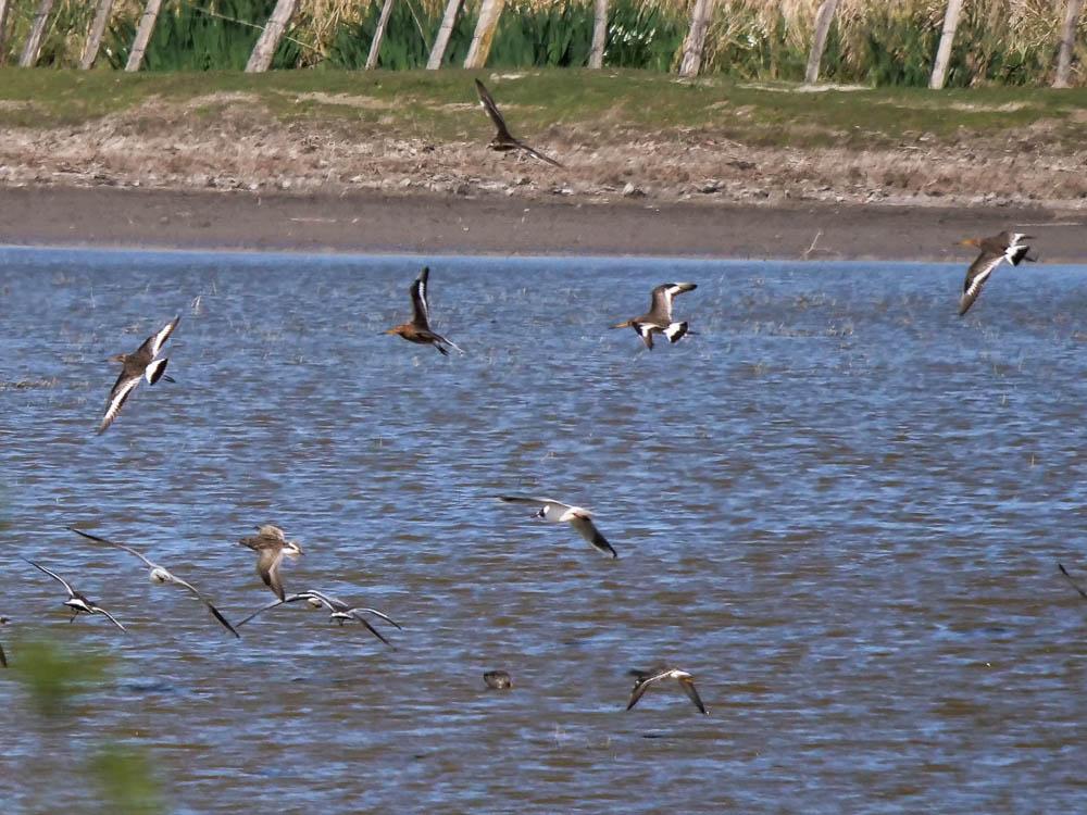 Barge à queue noire Limosa limosa (Linnaeus, 1758)
