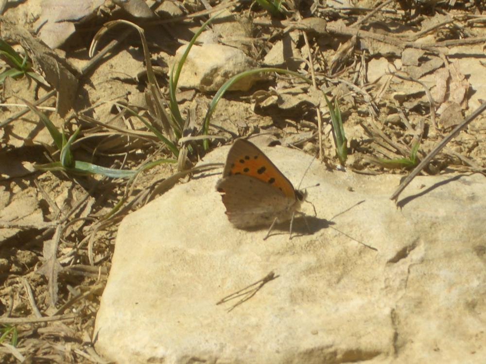 Cuivré commun (Le), Argus bronzé (L'), Bronzé (Le) Lycaena phlaeas (Linnaeus, 1760)