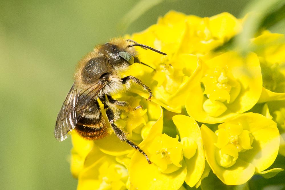 Osmia aurulenta (Panzer, 1799)
