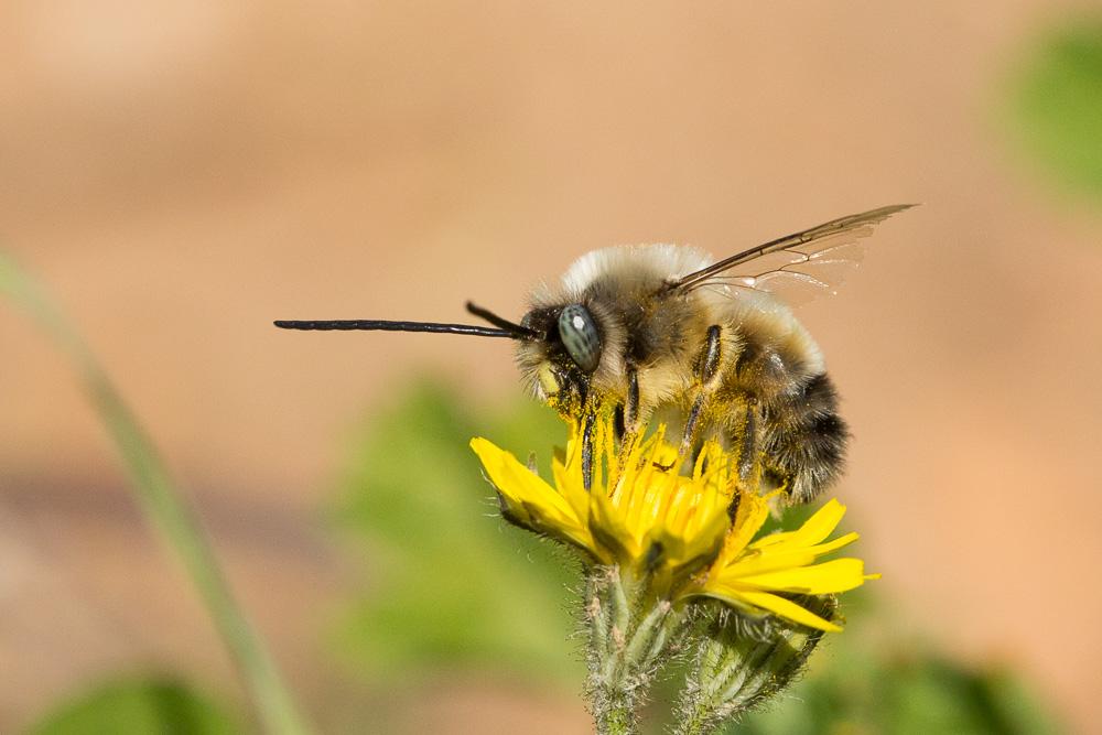 Eucère à labre noir Eucera nigrilabris Lepeletier, 1841