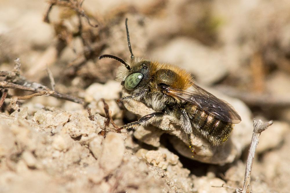 Osmia versicolor Latreille, 1811